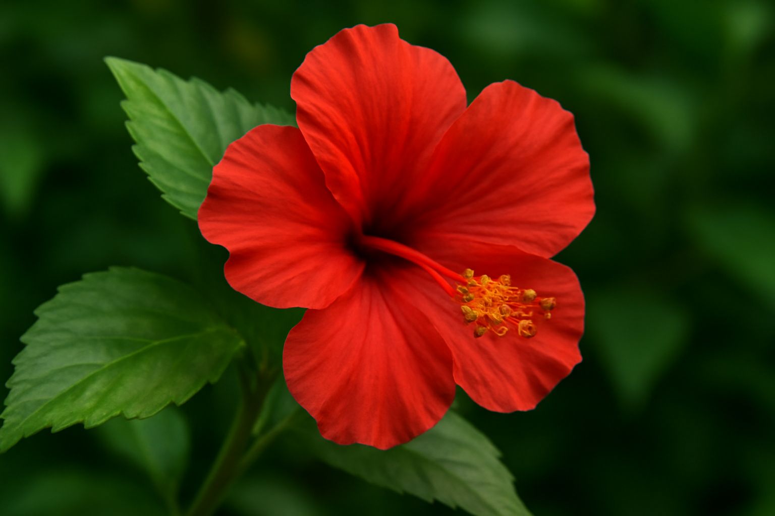 Hibiscus